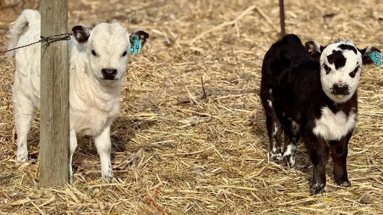 Miniature Holstein
