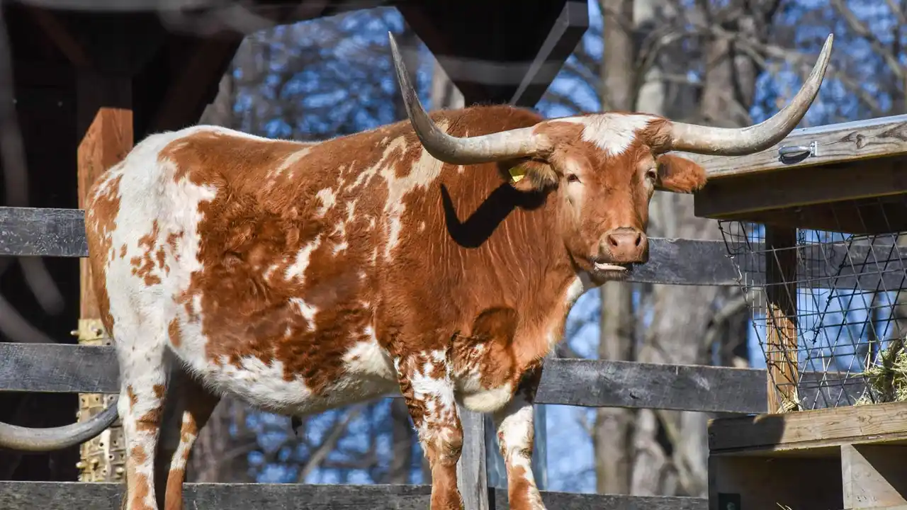 Miniature Texas Longhorns