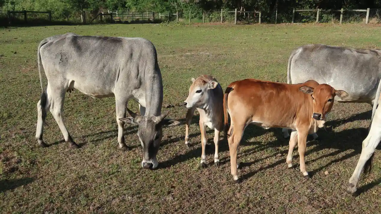 Miniature Zebu Cows