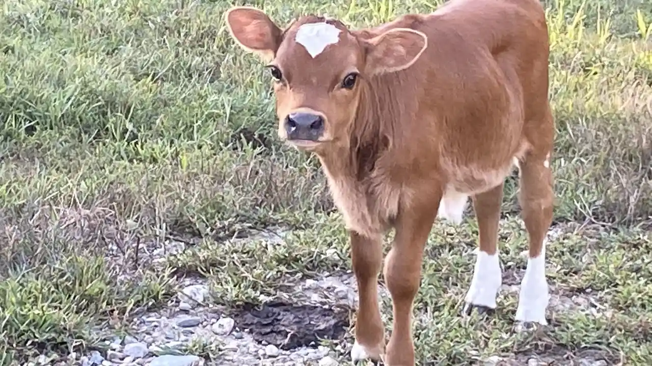 Miniature cattle guide