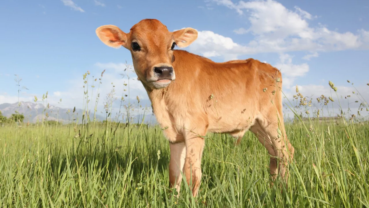 Guide to Miniature Cattle Breeds for Large Backyards