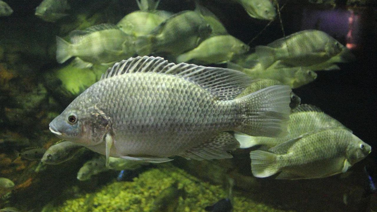 Can You Use Tilapia for Aquaponics
