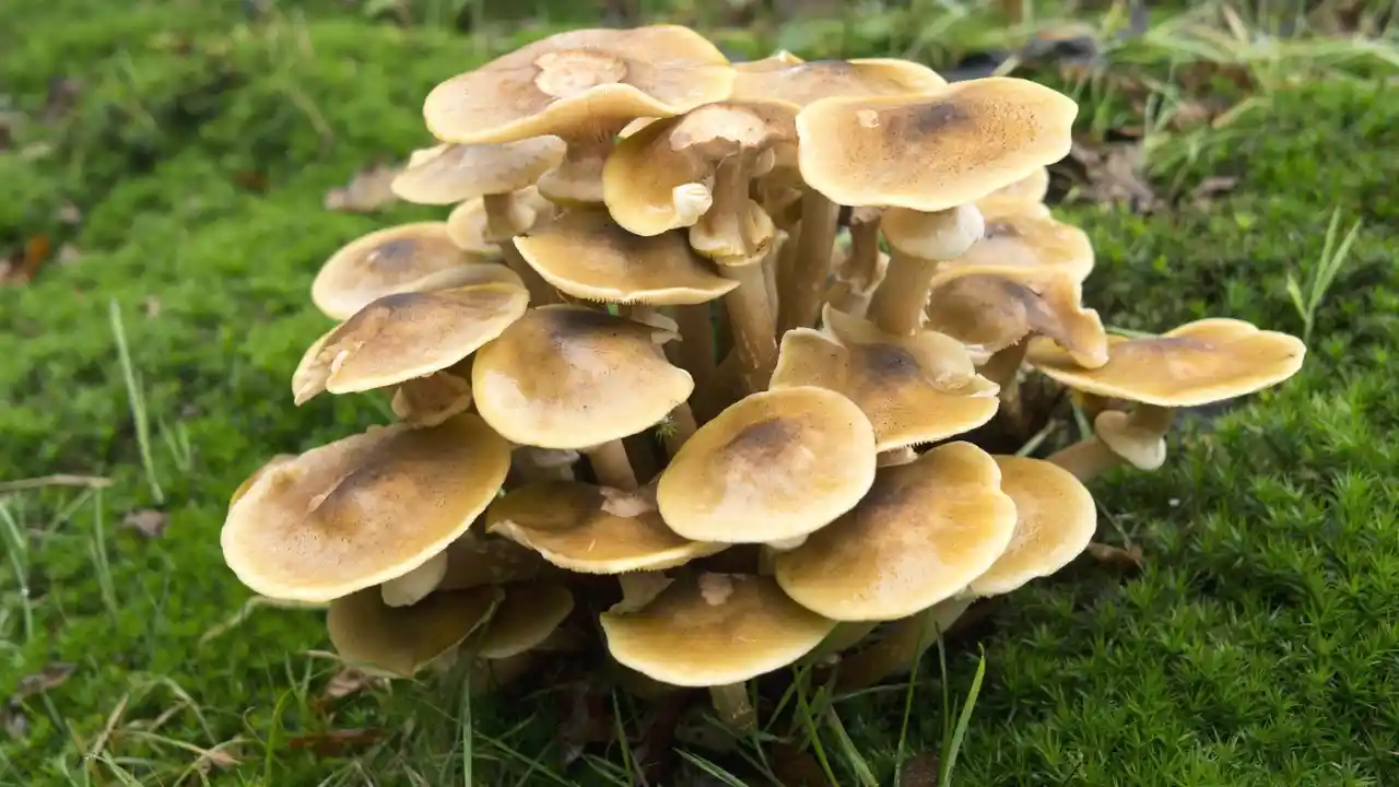 Do Mushrooms Have Roots