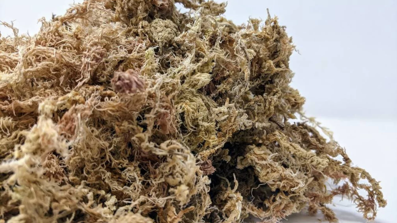 New Zealand Sphagnum Moss