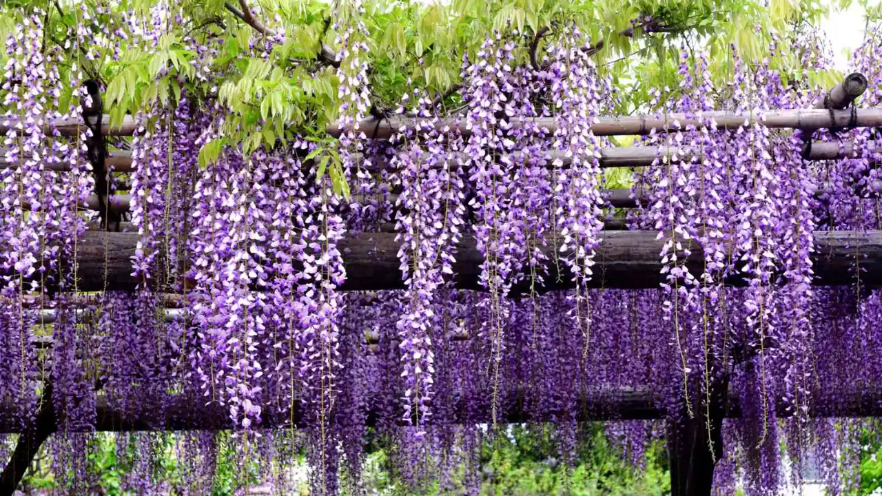 North American Wisteria