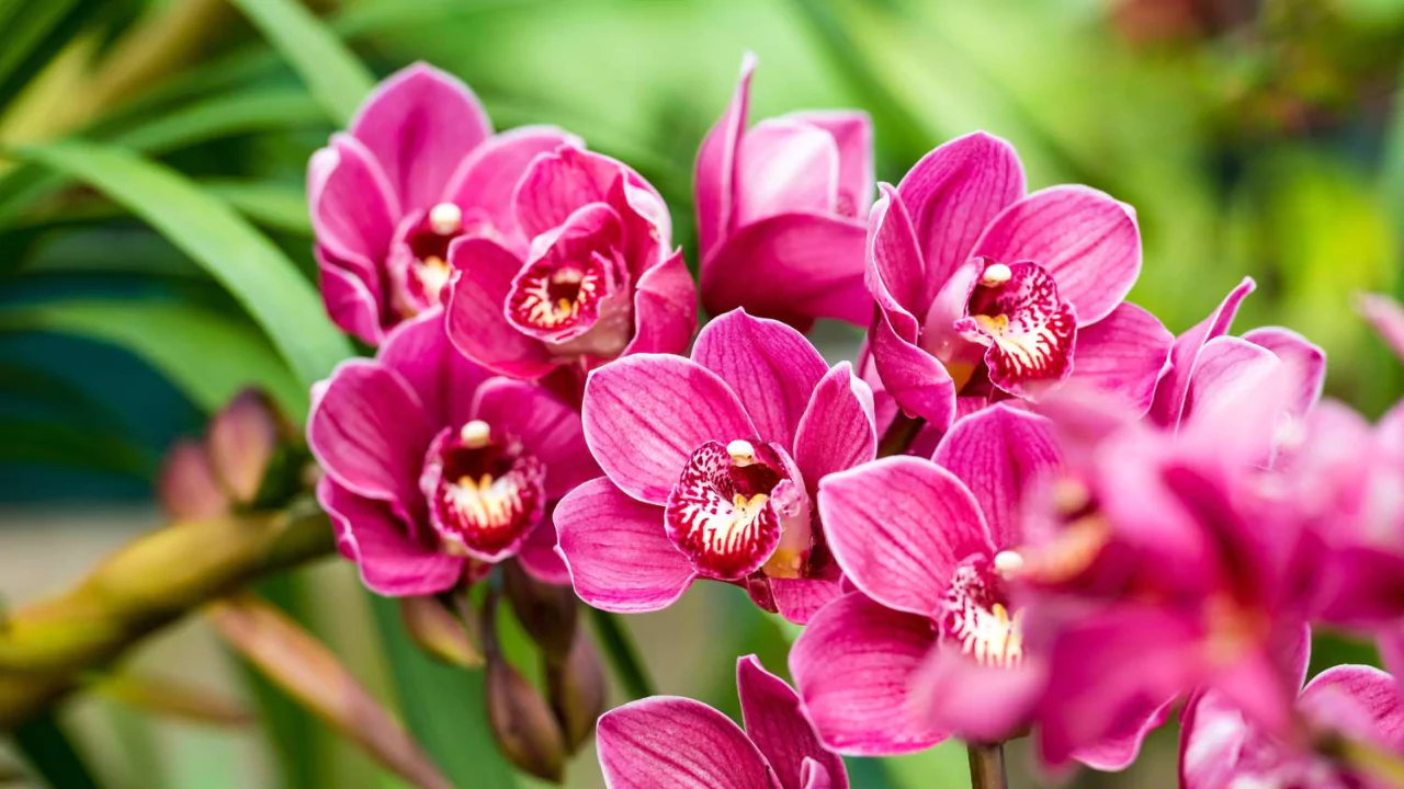 10 Florist Flower Types Used In Bouquets