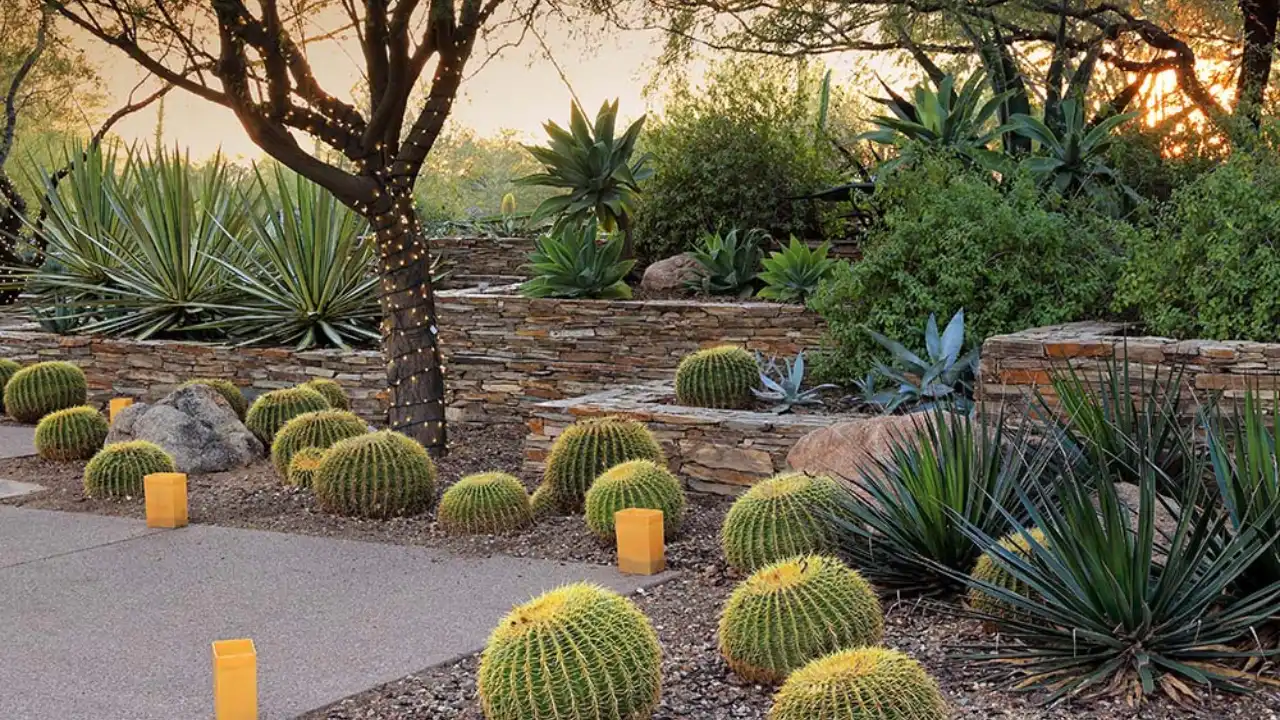 Outdoor Cactus