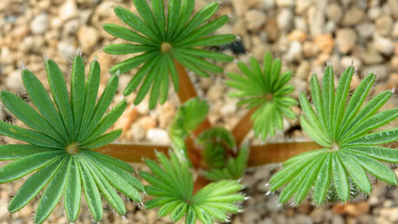 11 Facts about Oxalis Palmifrons Succulent 1 Oxalis Palmifrons leaves 1