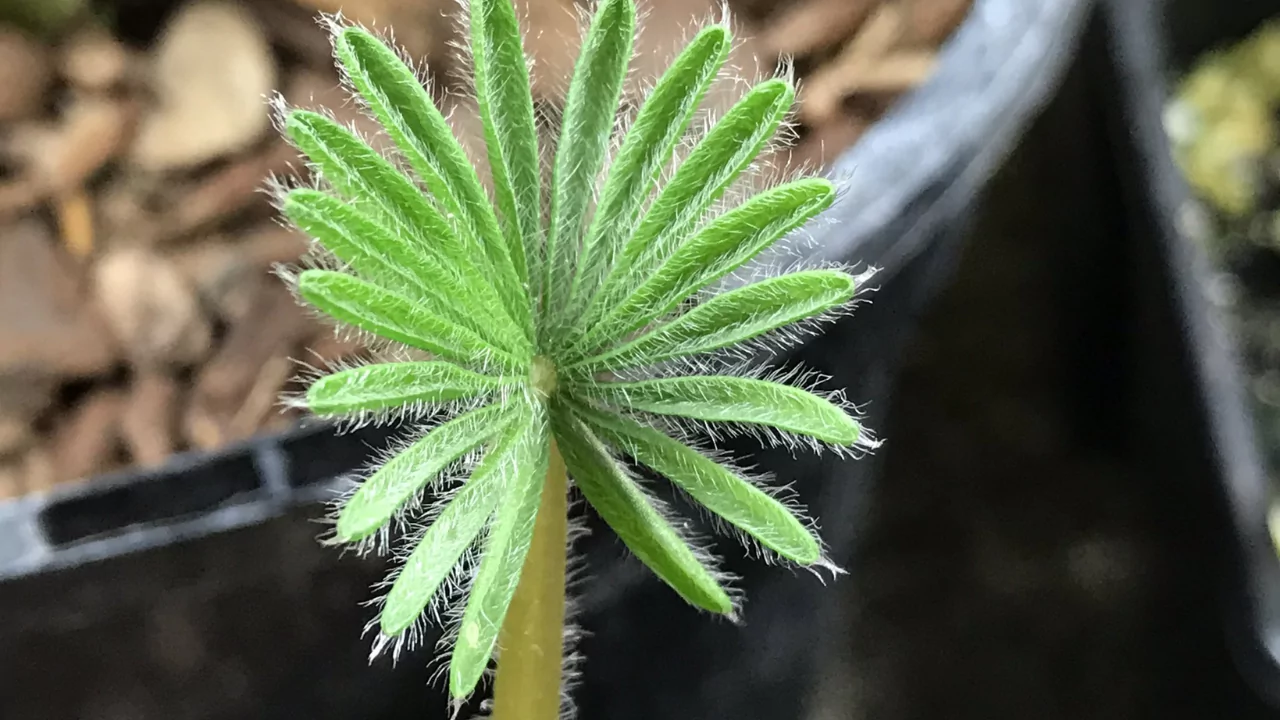 11 Facts about Oxalis Palmifrons Succulent 2 Oxalis Palmifrons shape