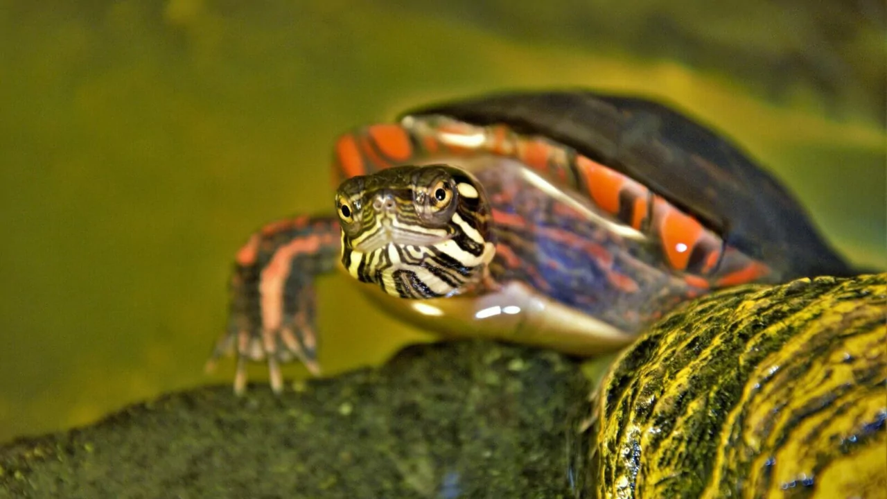Painted turtle