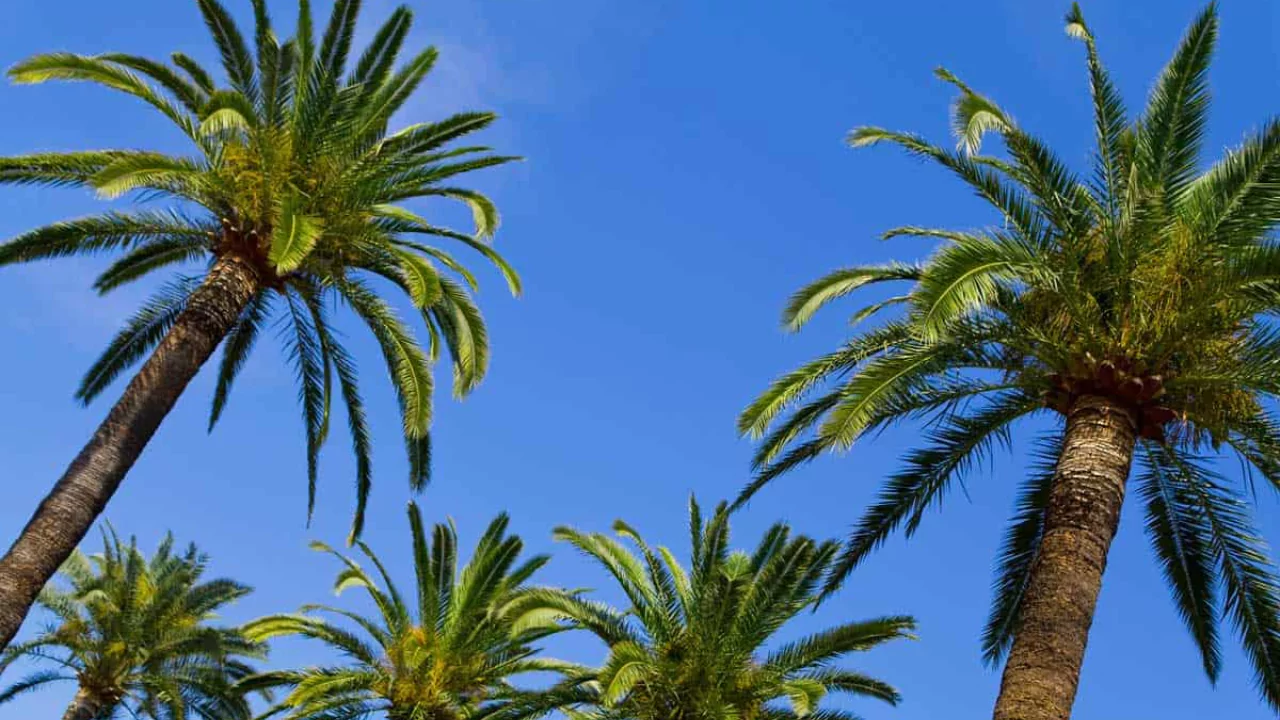 How Fast Do Palm Trees Grow