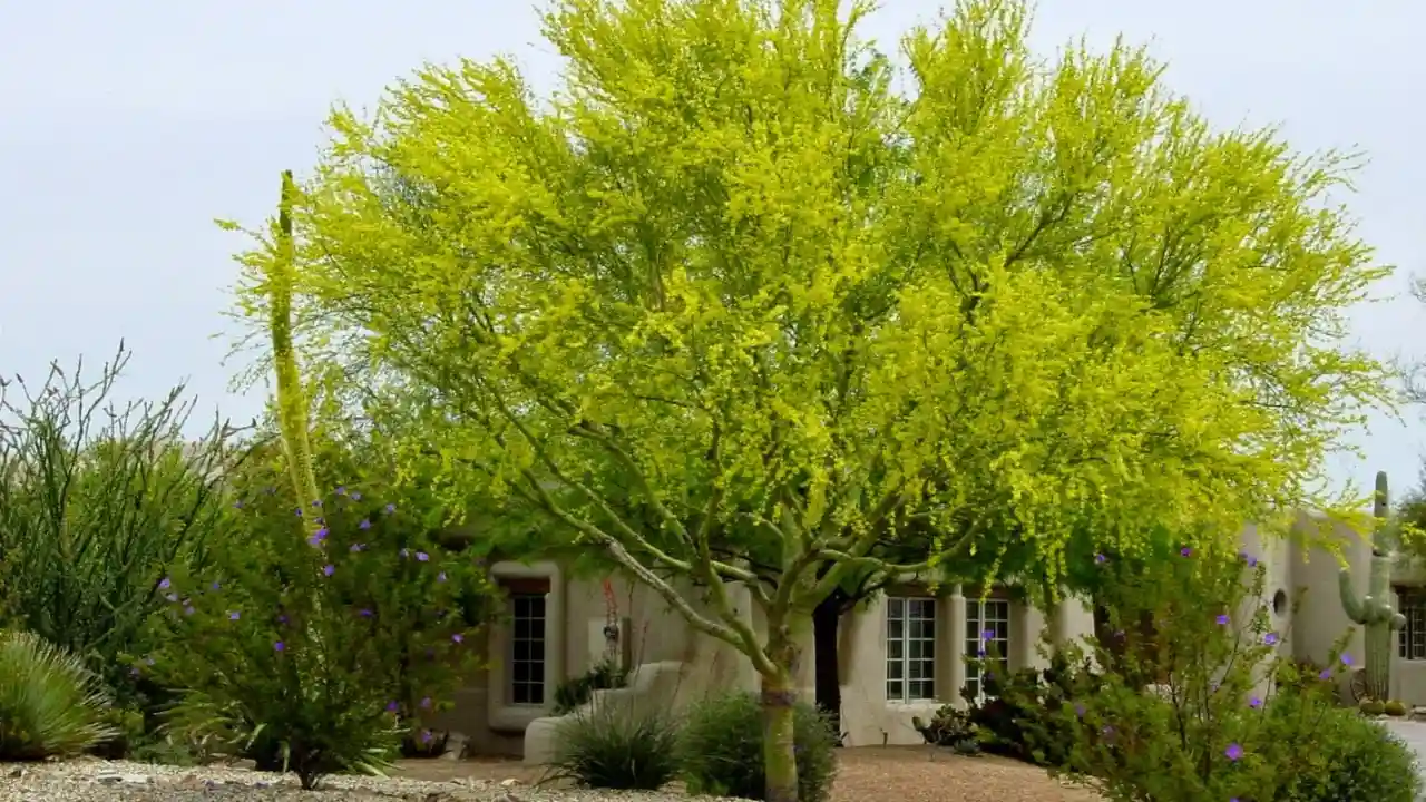 Five Trees With Green Barks 1 Palo Verde trees