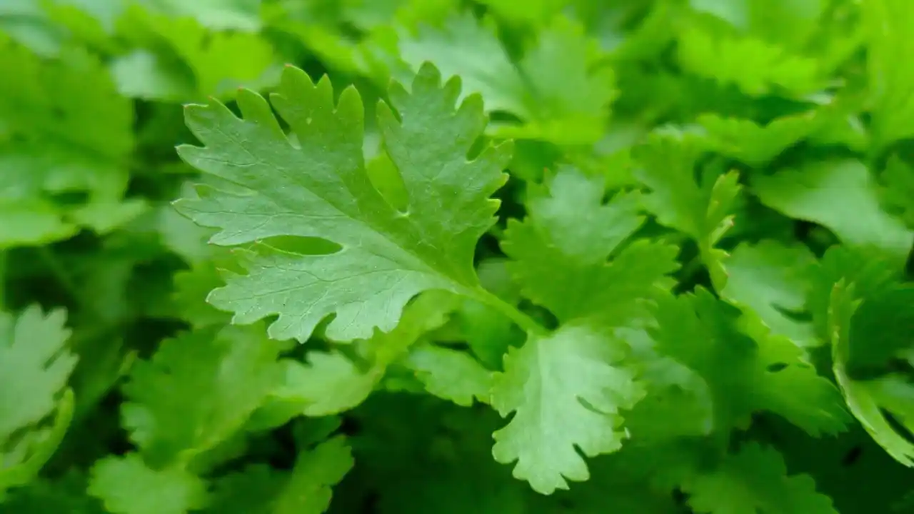 Parsley