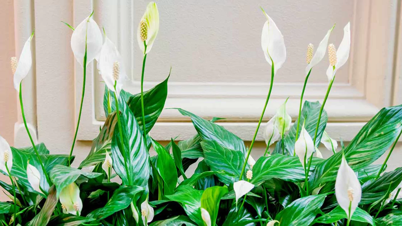 Peace Lilies