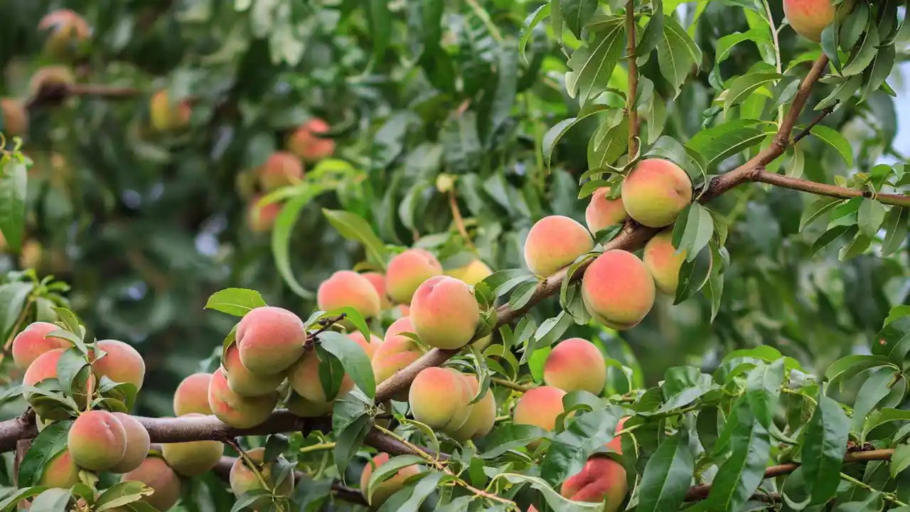 Peach tree