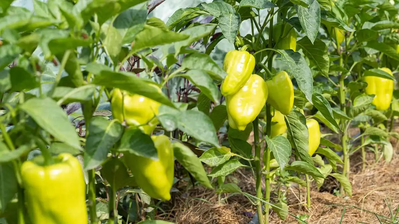 What Is the Best Fertilizer for Pepper Plants