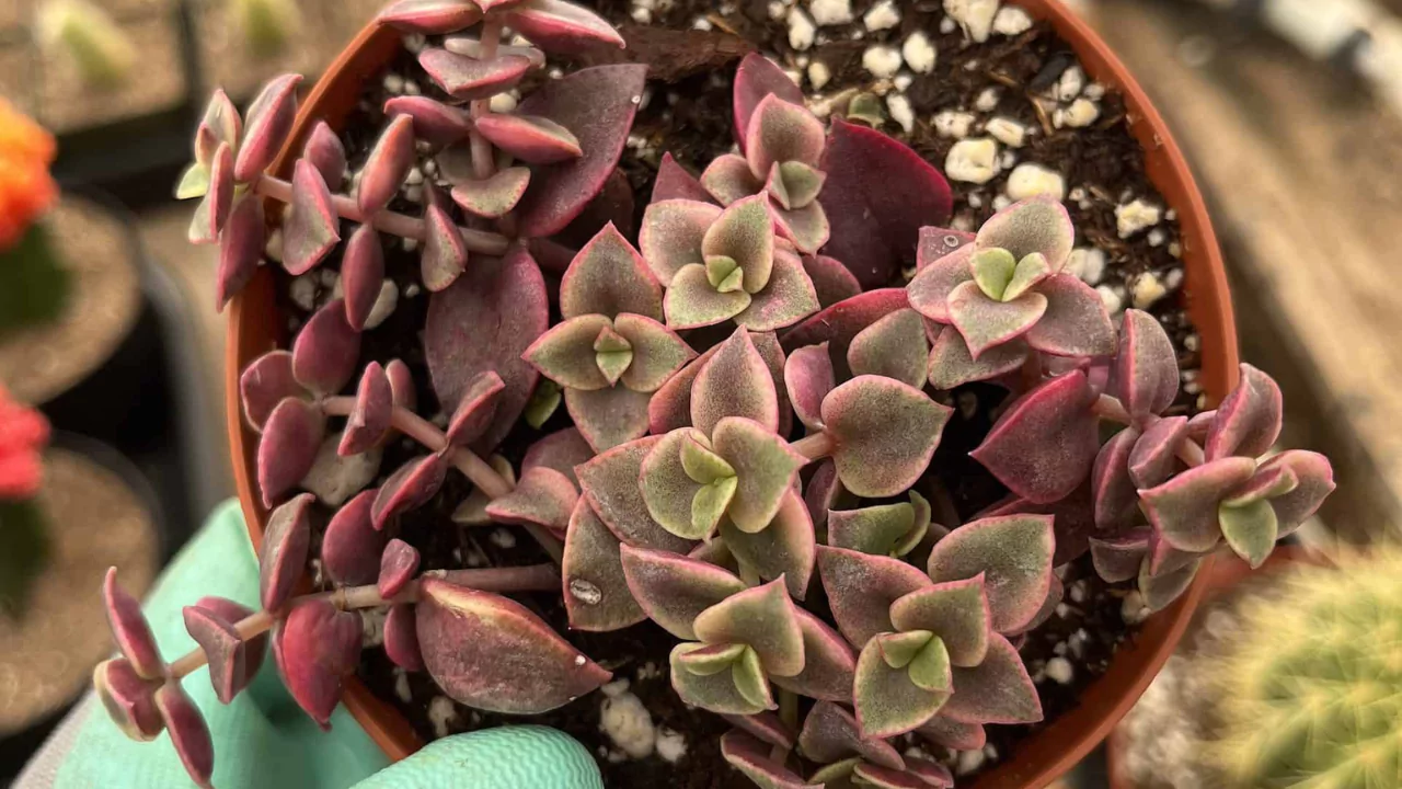 Beginners Guide to Crassula Picturata (Tiger Jade) 3 Perfect Crassula Picturata condition