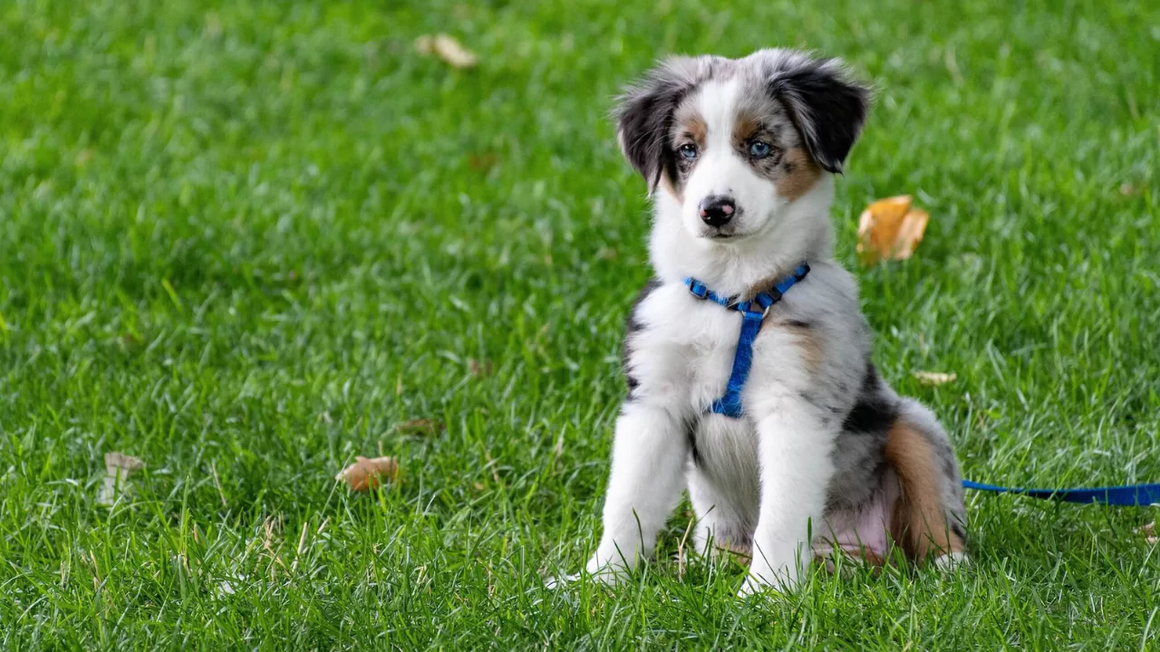 Why Is My Newly Sown Grass Turning Yellow