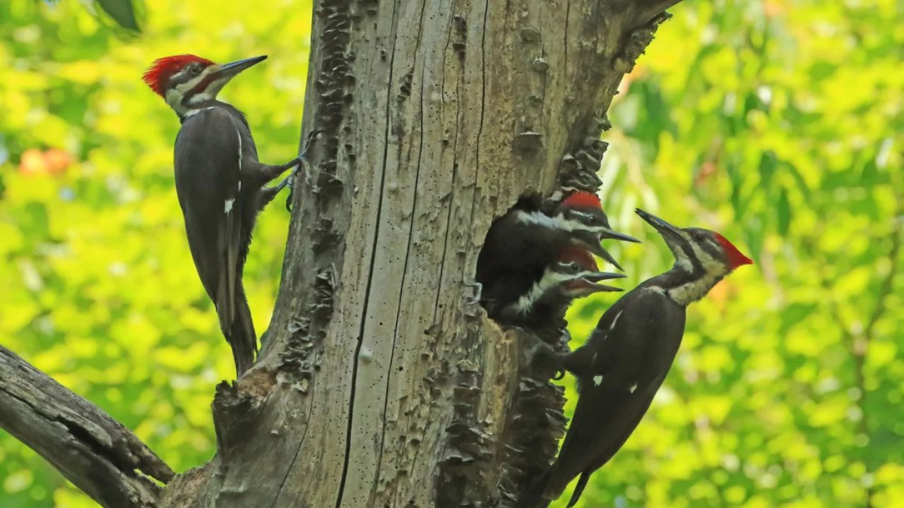 Pileated Woodpeckers