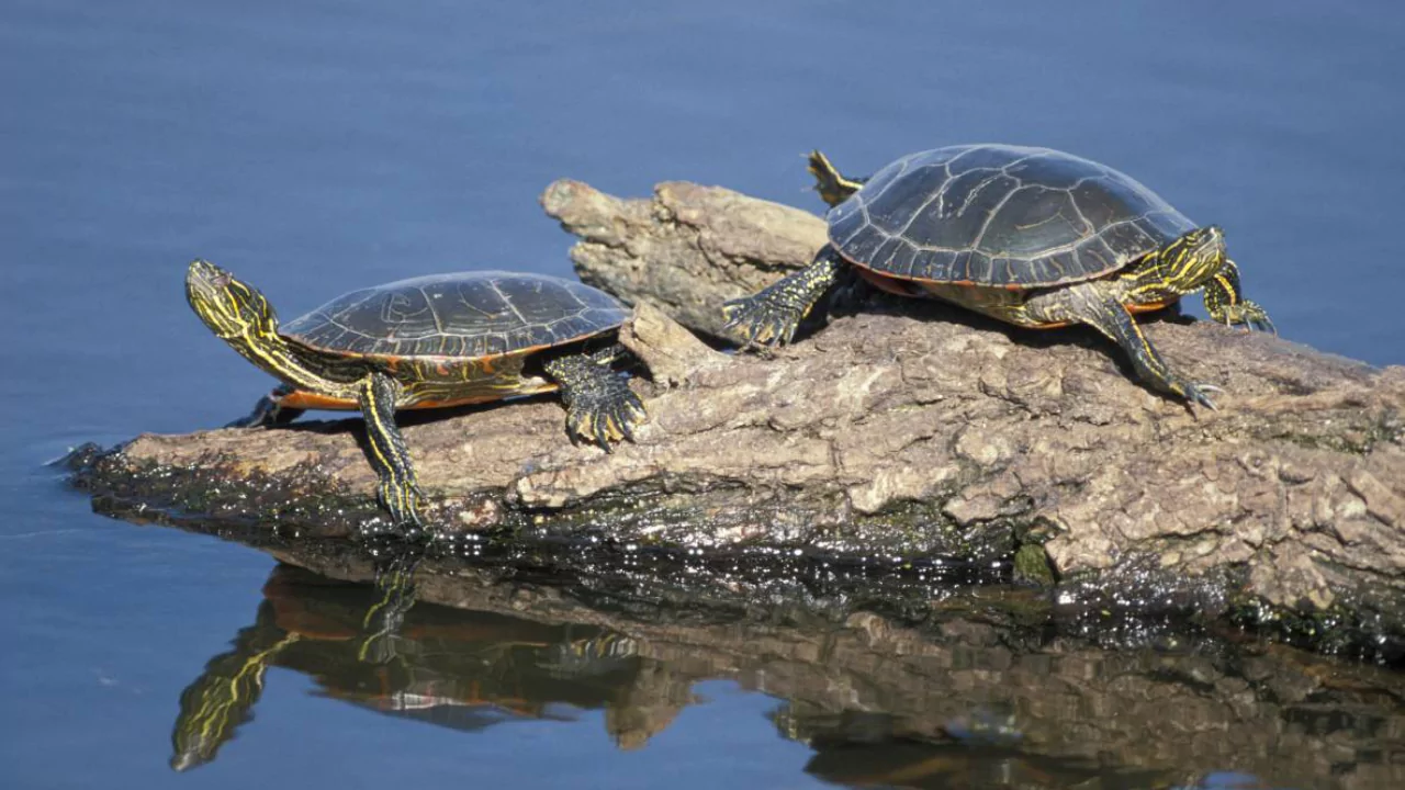 How to Keep Turtles In a Backyard Pond