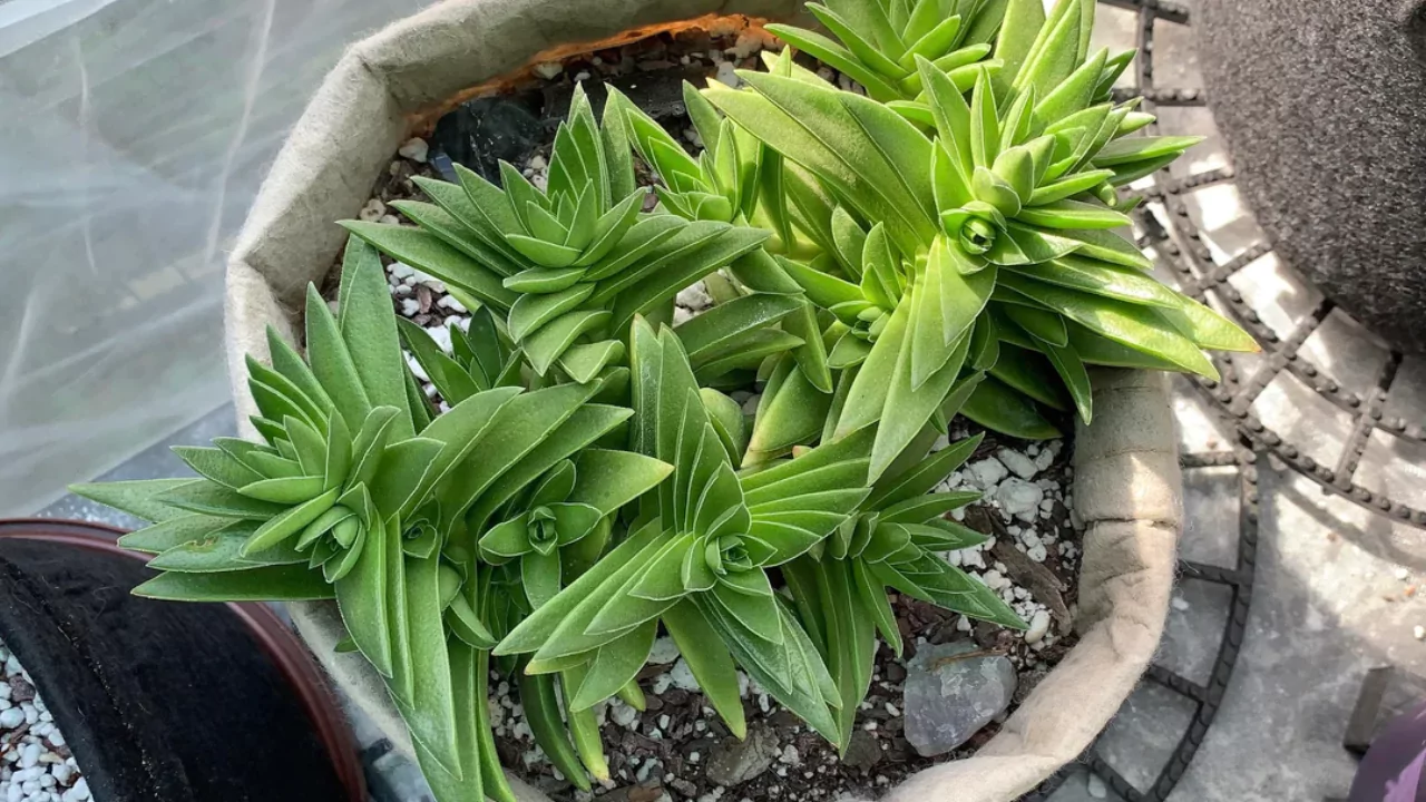 Beginners Guide to Crassula Picturata (Tiger Jade) 4 Potted Crassula Picturata