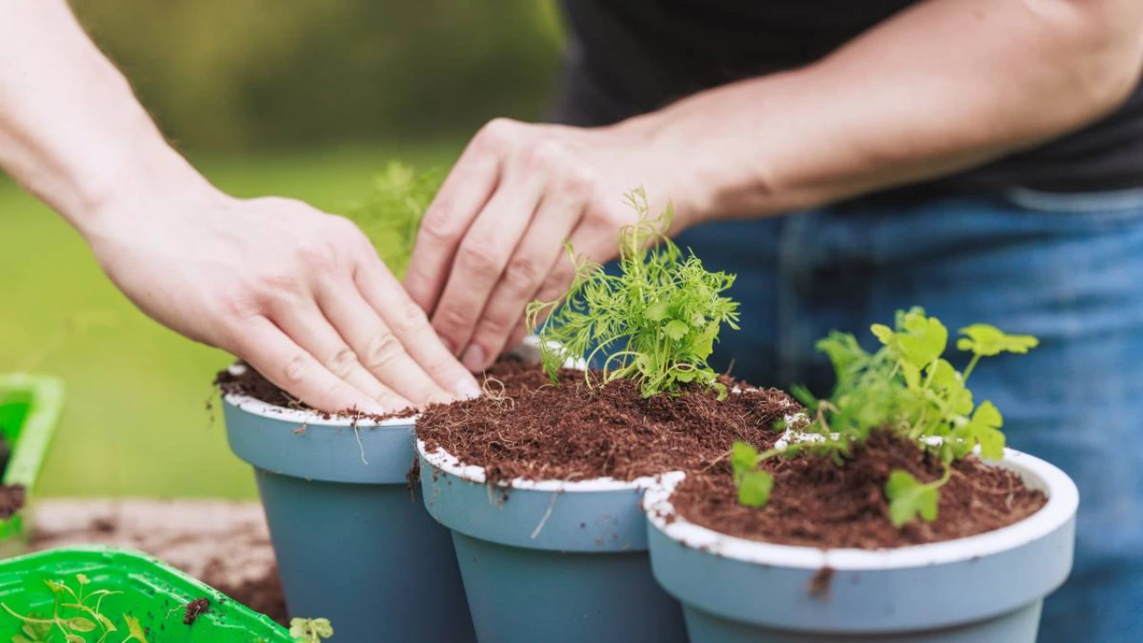 How to Tell If Potting Soil is Bad 5 Potting soil 1