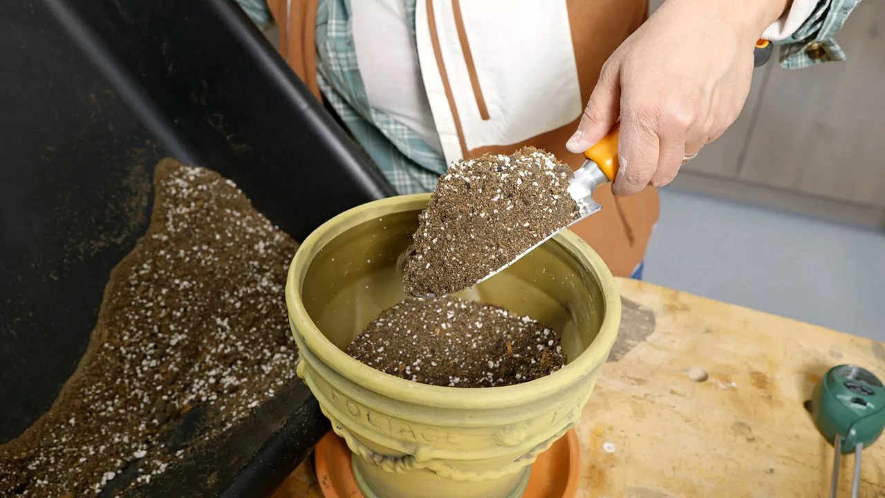 How to Tell If Potting Soil is Bad 4 Potting soil