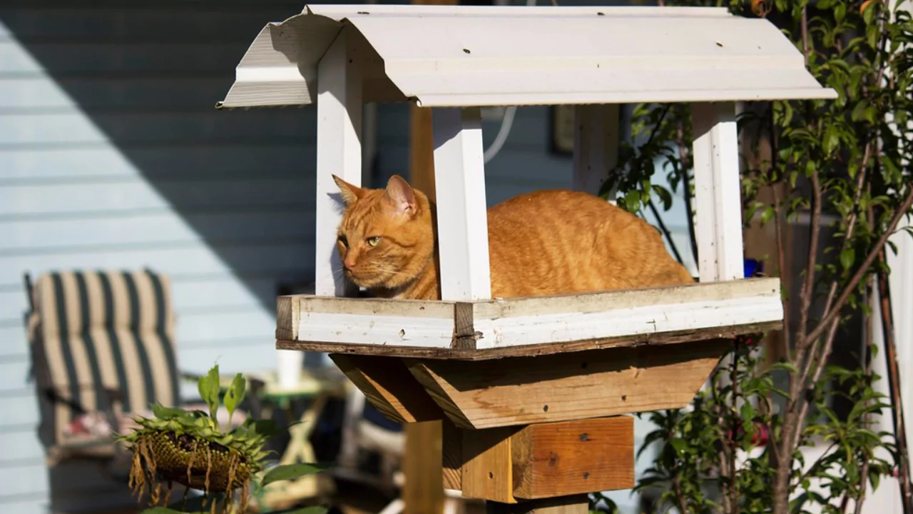 Predator at bird feeder