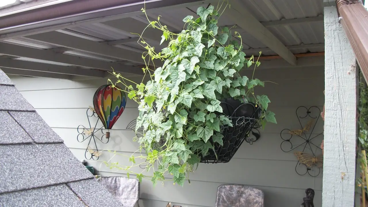 Prepare hanging baskets