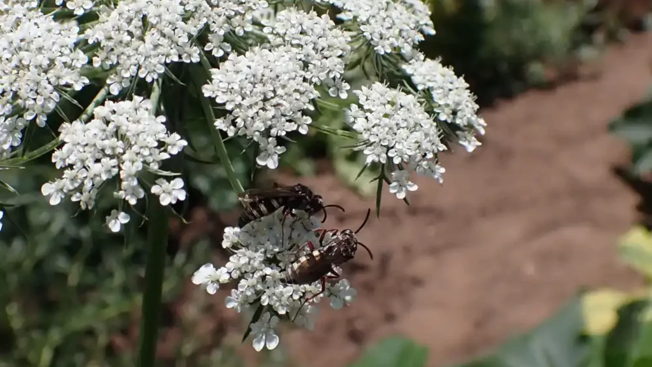 Prevent bolting carrots
