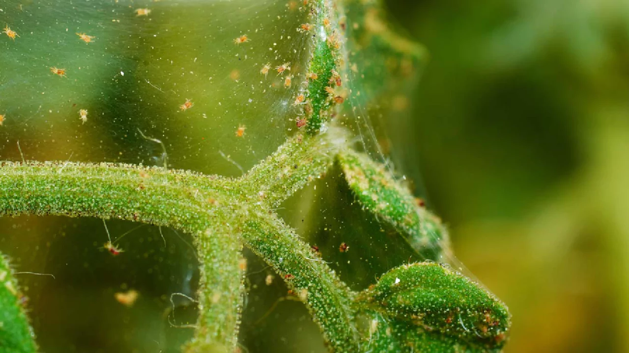 Prevent red spider mites