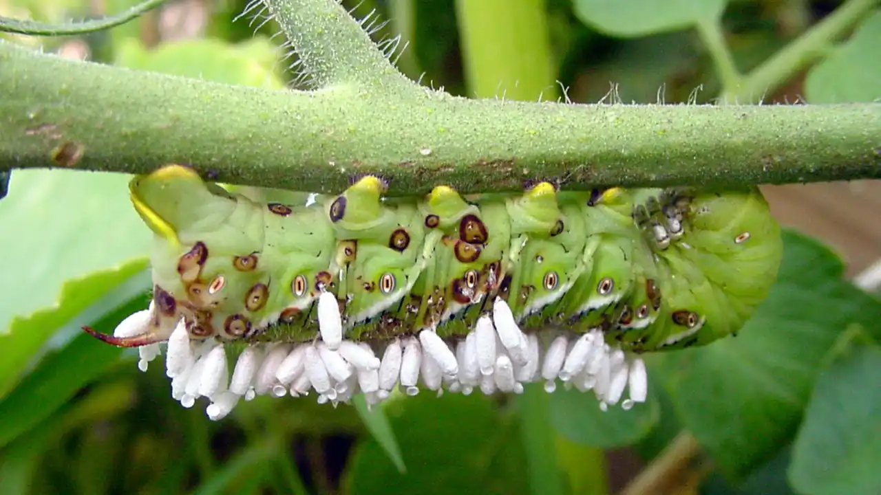 Where Do Tomato Hornworms Come From