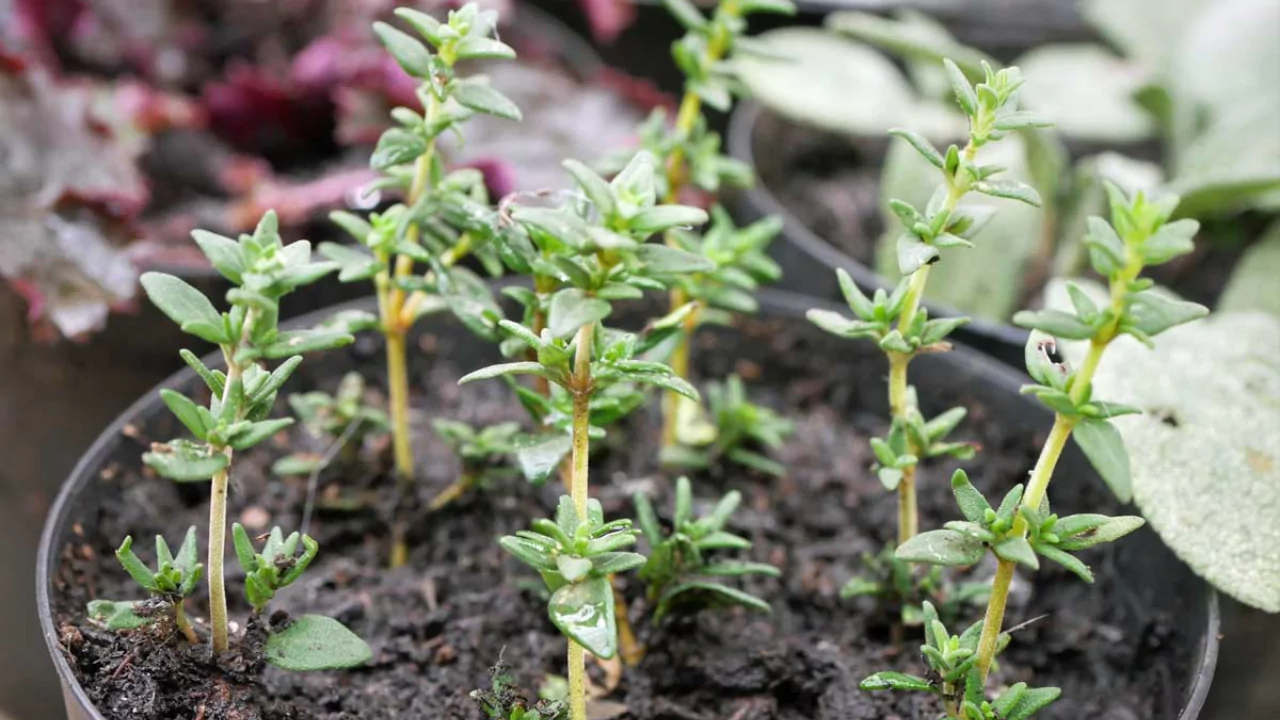 Propagating Thyme