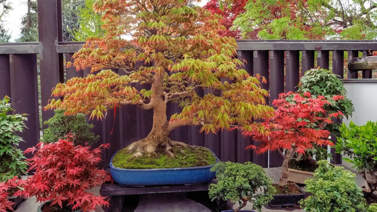 How To Prune Japanese Maple Bonsai 4 Prune During the Summer Months