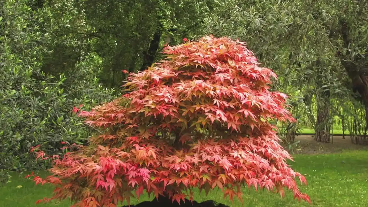 How To Prune Japanese Maple Bonsai 2 Pruning rules Japanese Maple bonsai