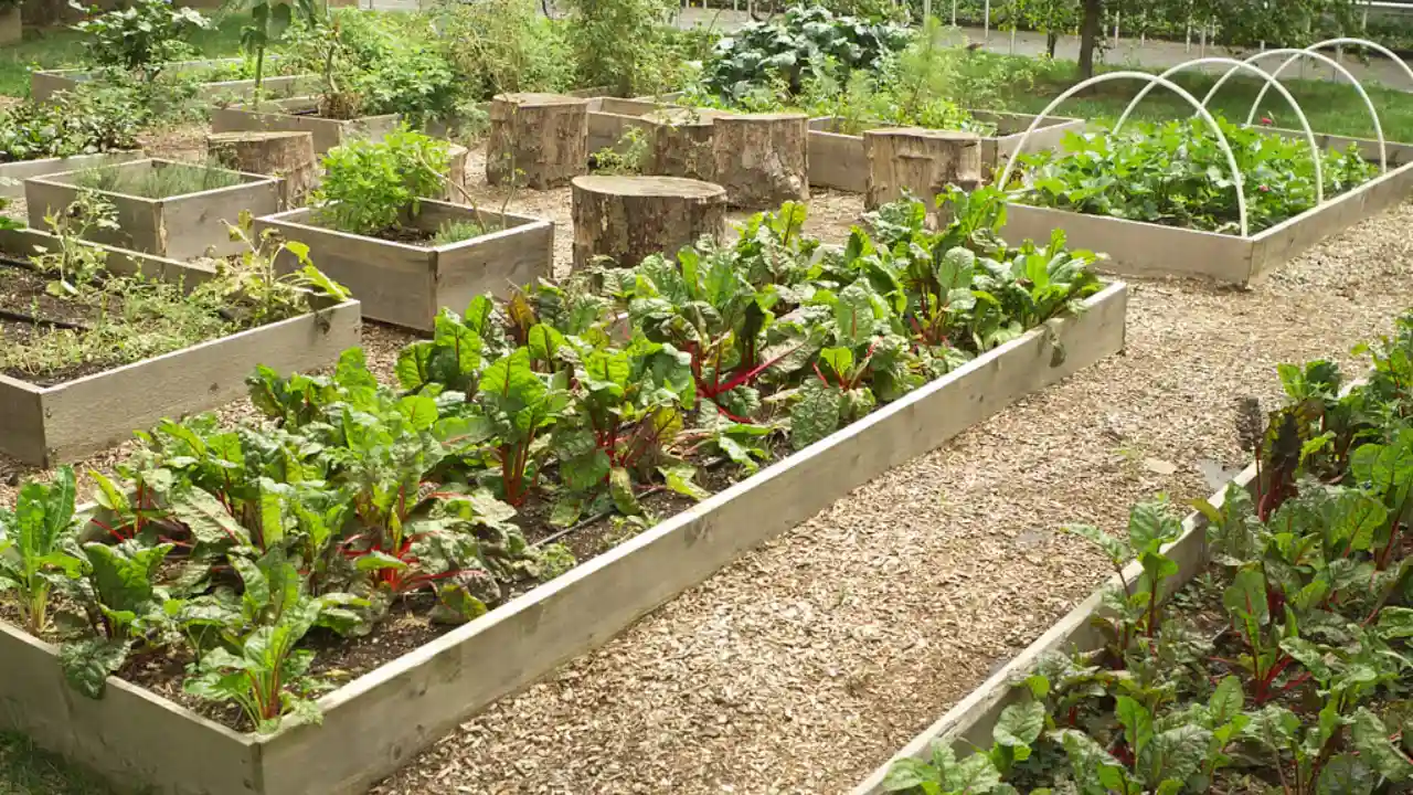Raised garden bed herbs