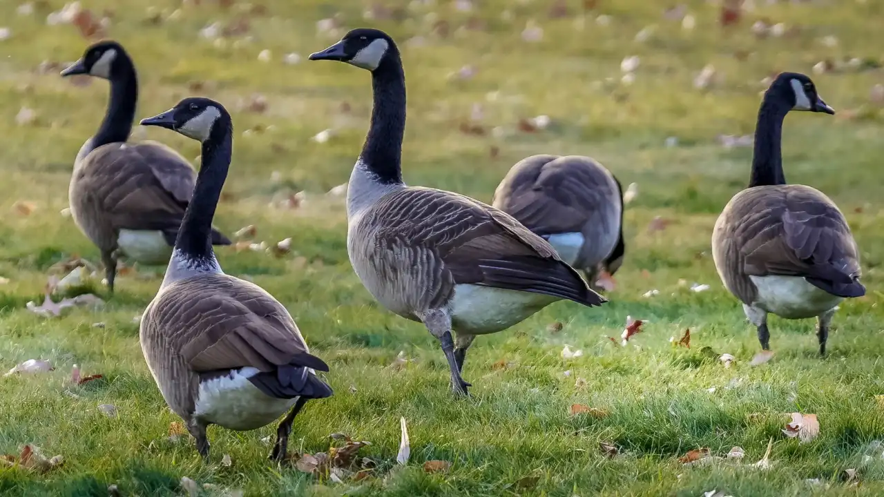 Do Geese Eat Bugs