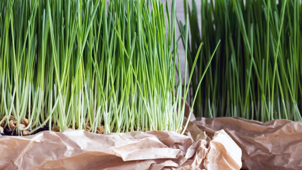 What to Do with Wheatgrass after Cutting? 1 Raw Wheatgrass 1