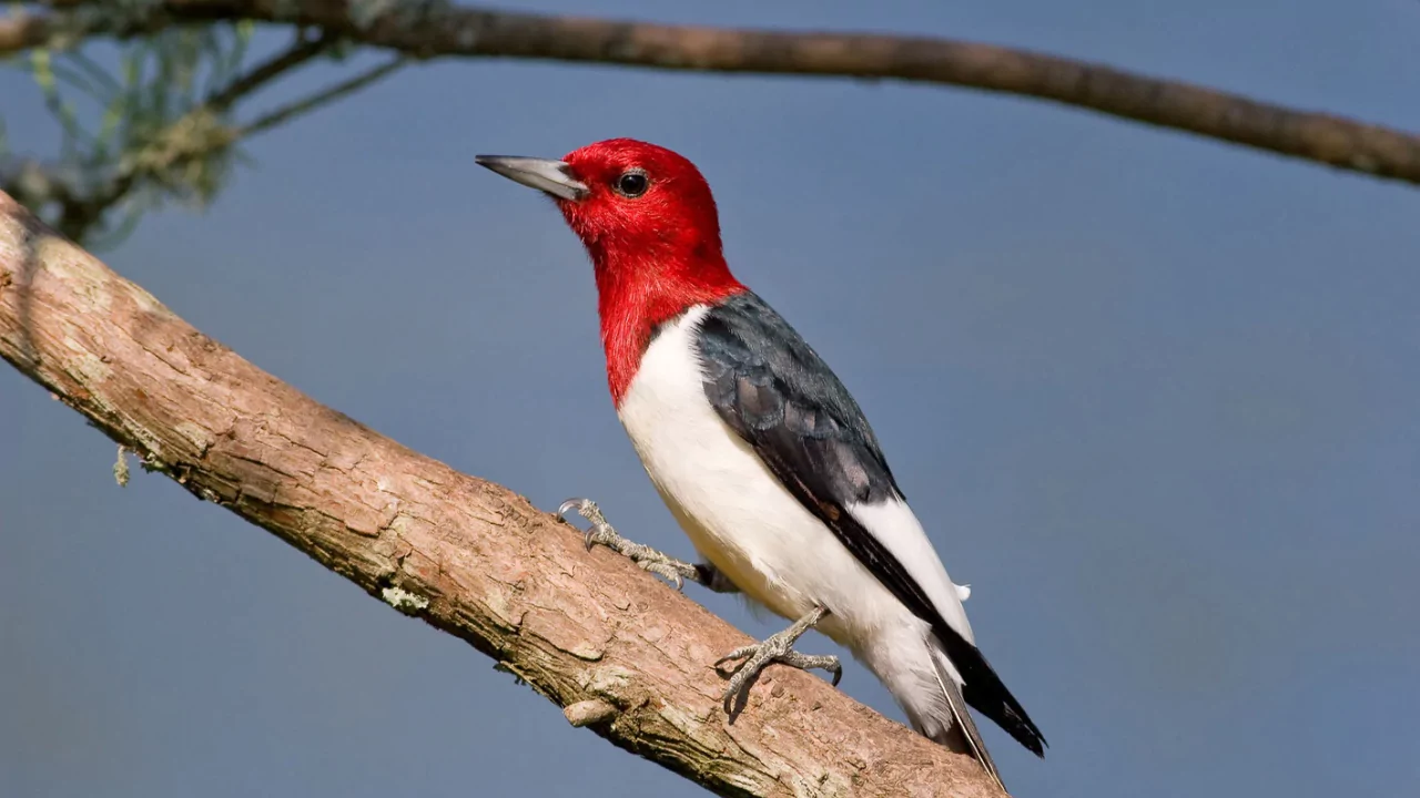 Red Headed Woodpeckers