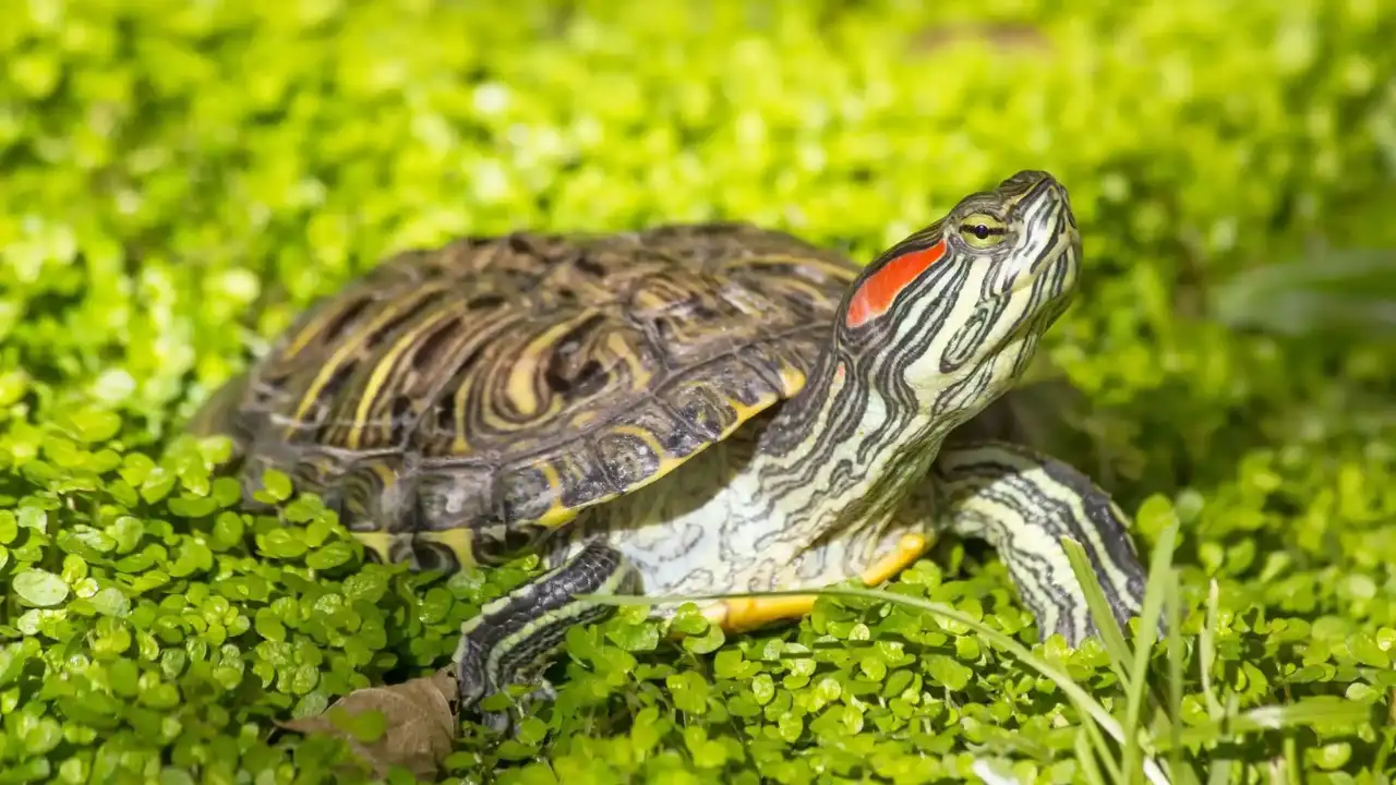 Red eared slider turtle