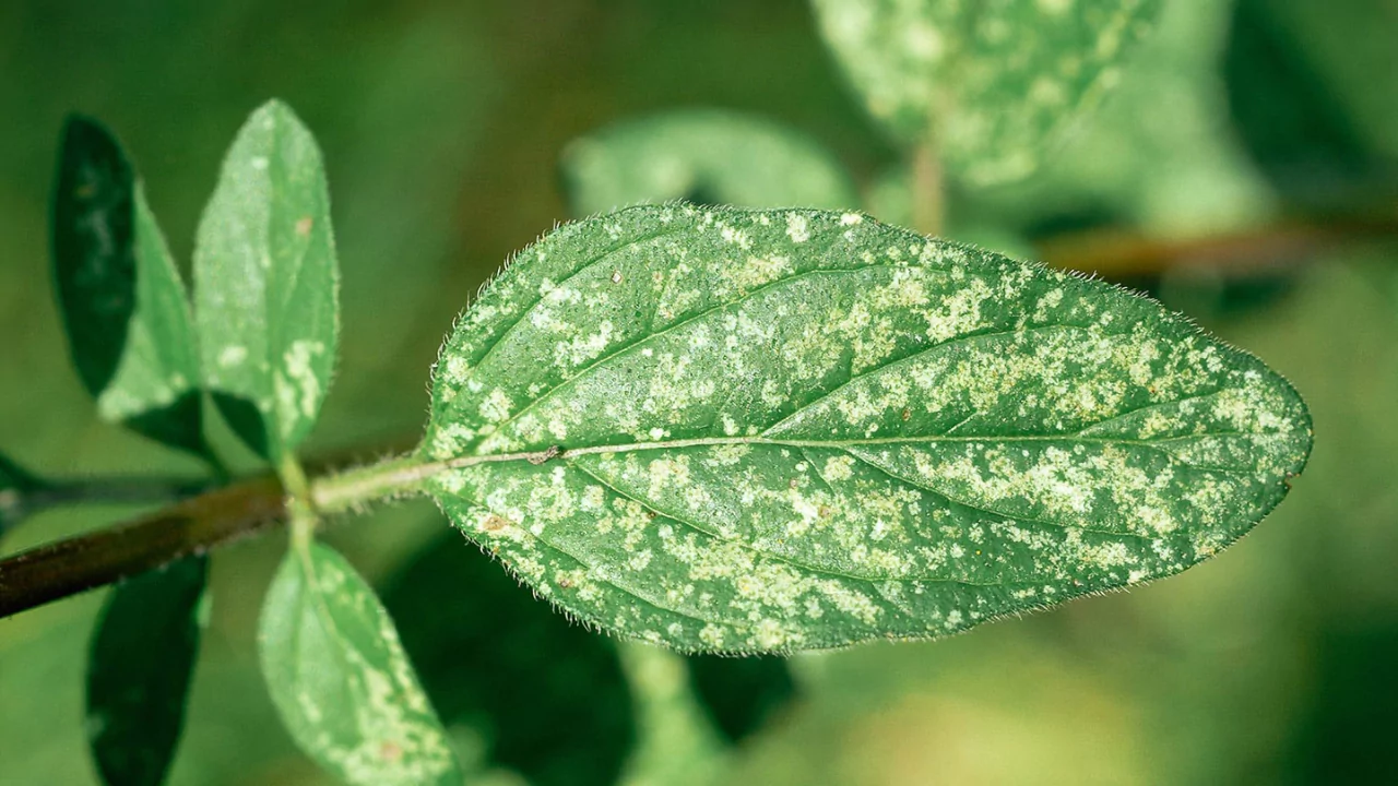 Red spider mites control