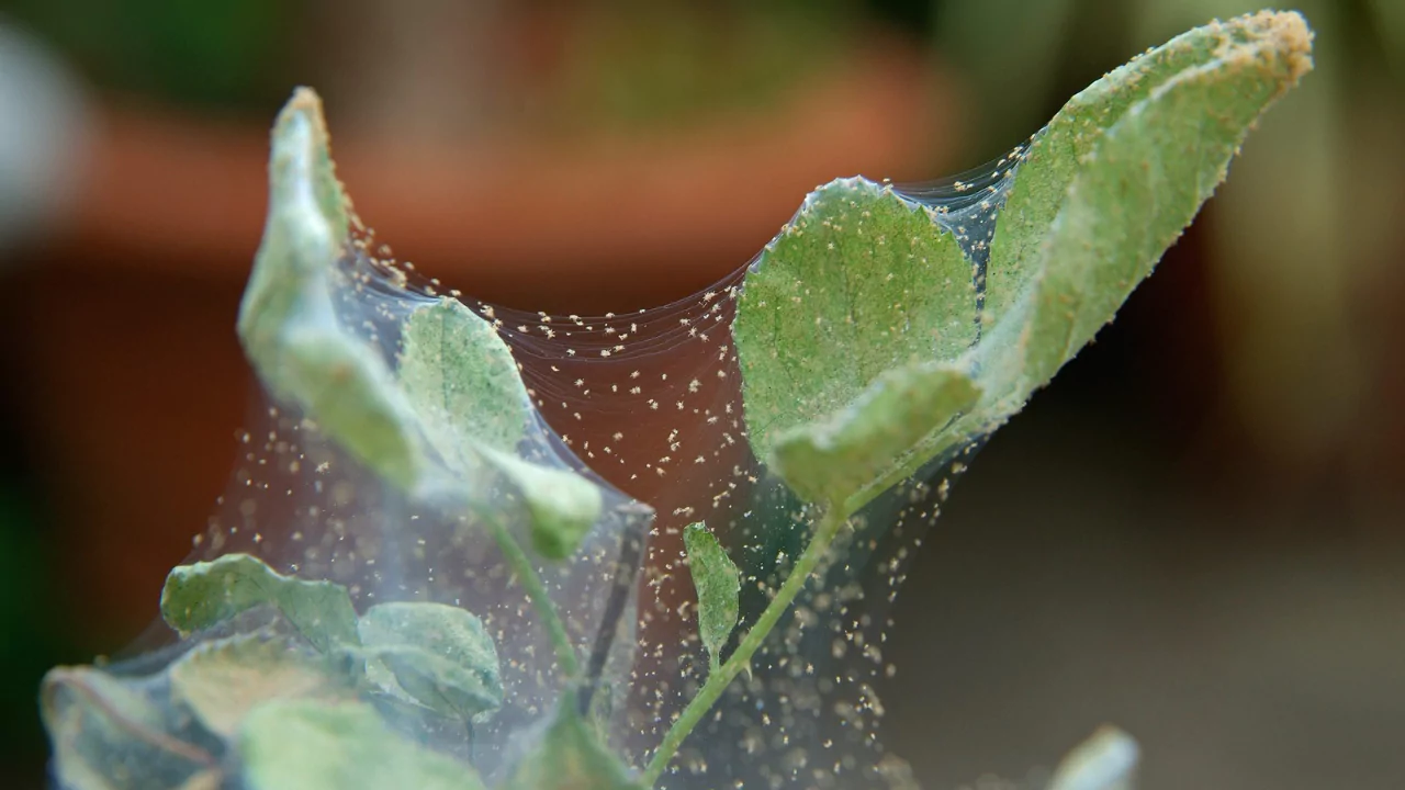 Red spider mites