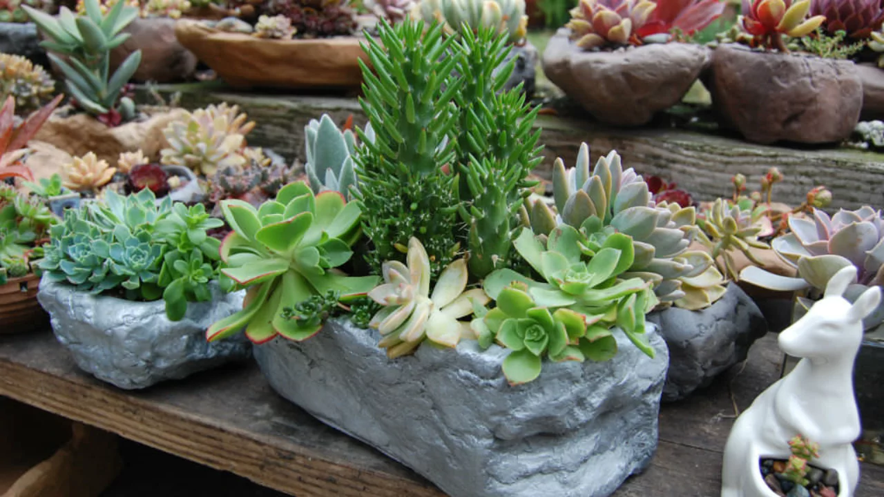 Beginners Guide to Crassula Picturata (Tiger Jade) 7 Repot a Crassula Picturata