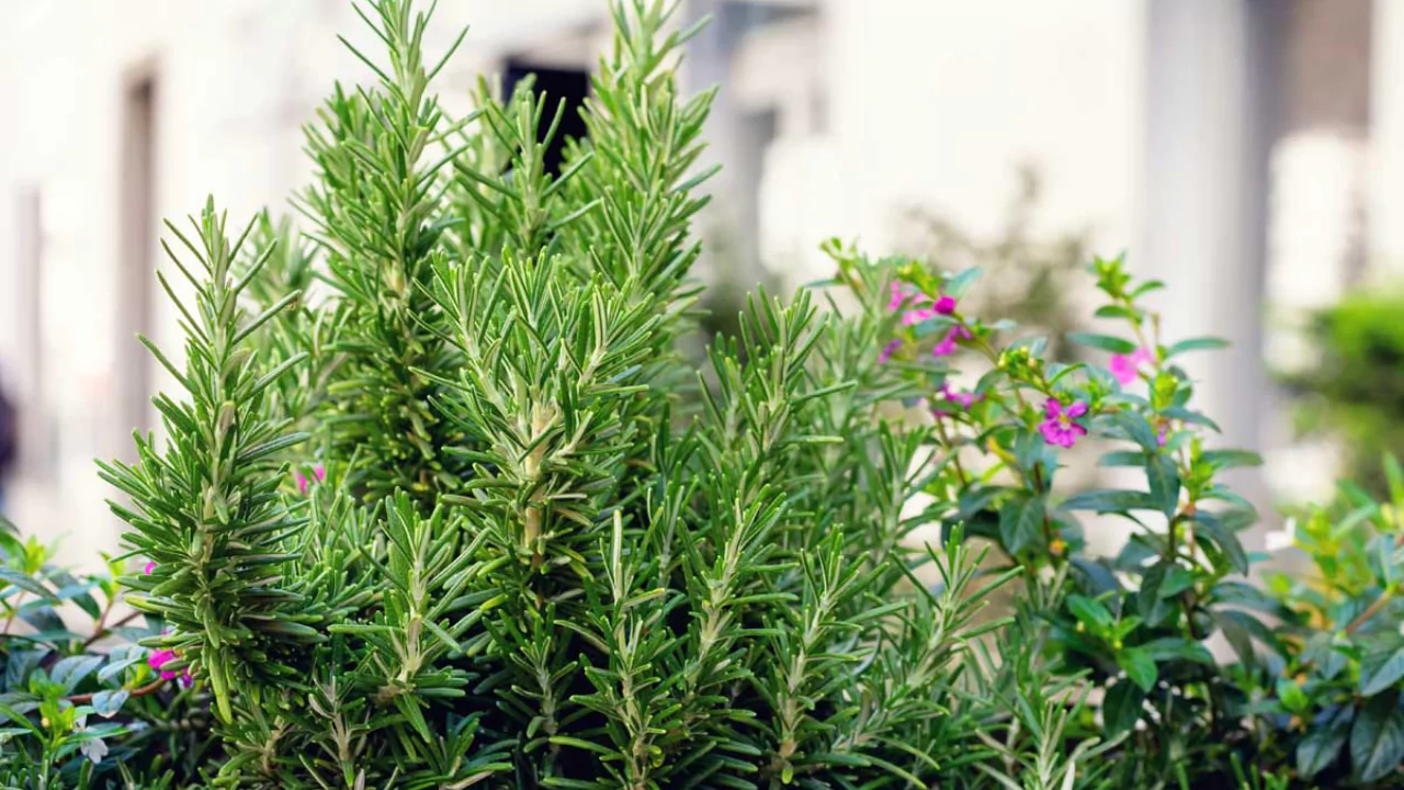 7 Indoor Plants That Repel Mosquitoes