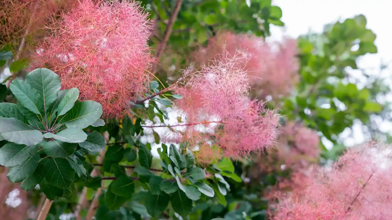 Royal Purple Smokebush
