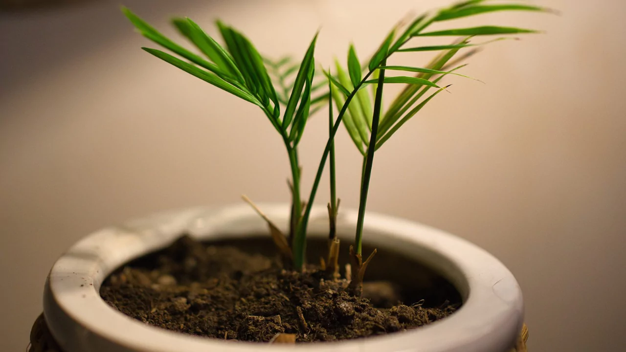 Areca Palm Drooping – Here’s What to Do 1 Save Areca Palm