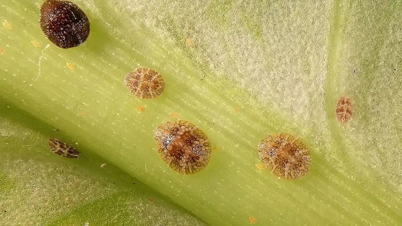 Scale insects 1
