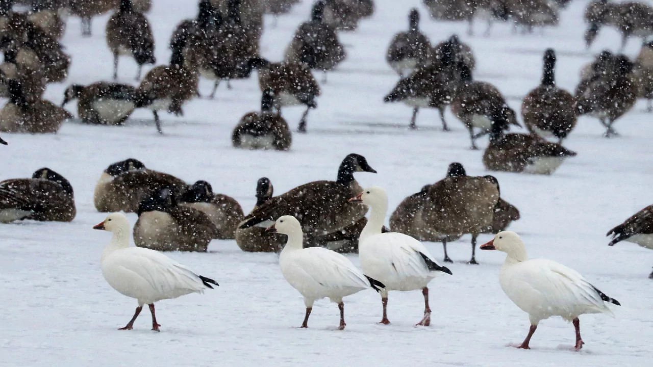 Do Geese Eat Bugs? 3 Seasonal Diet Changes