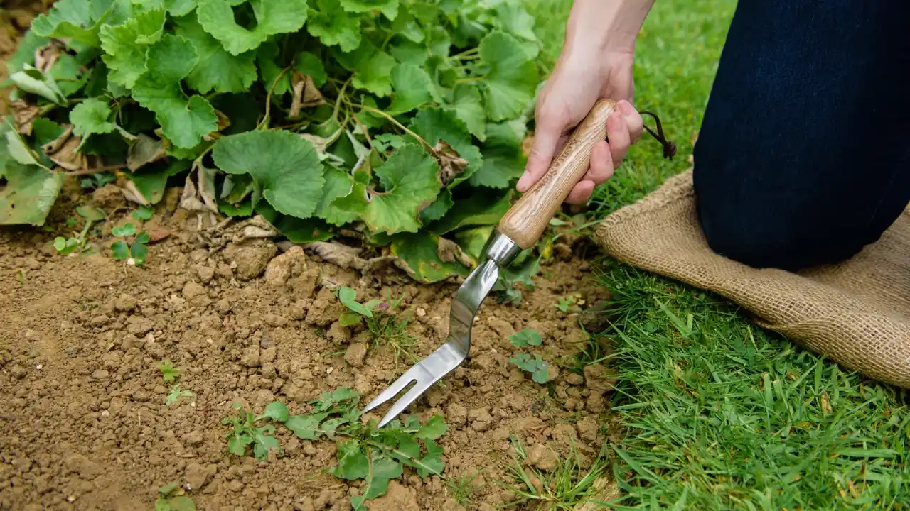 Amazing Dandelion Removal Tools 1 Seymour 41035 Dandelion Weeder 1