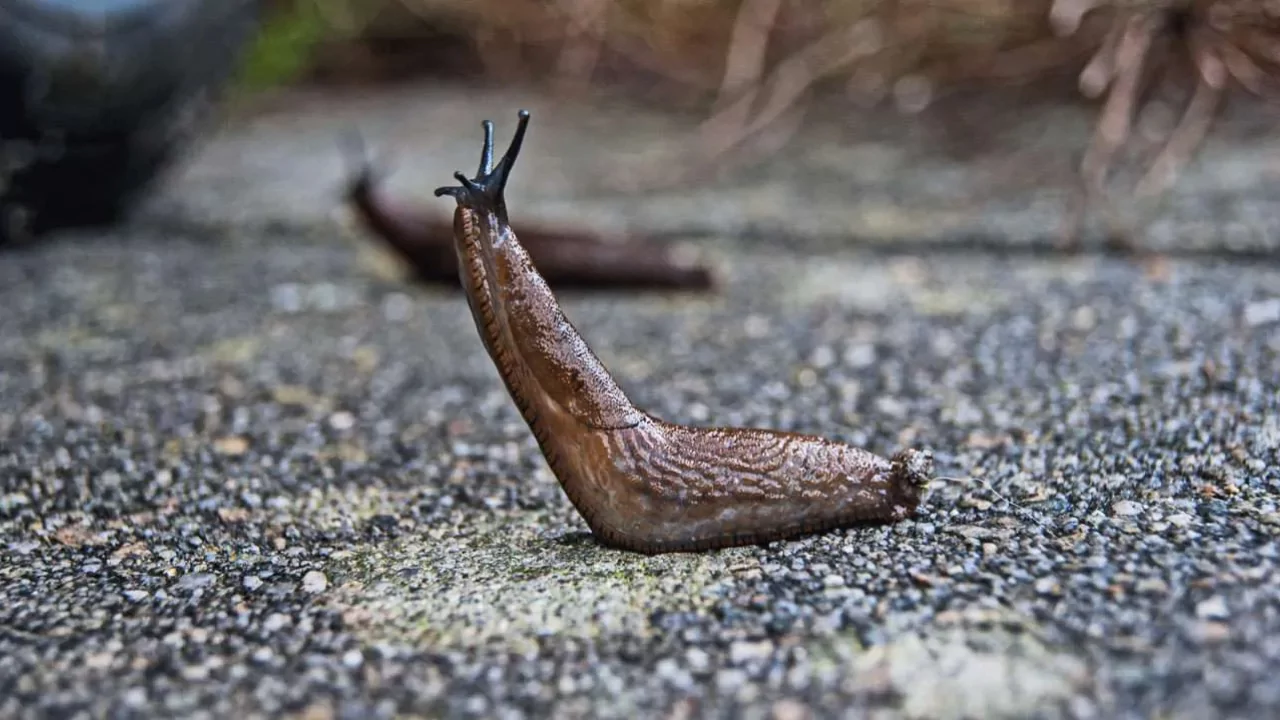 Slug prevention tactic
